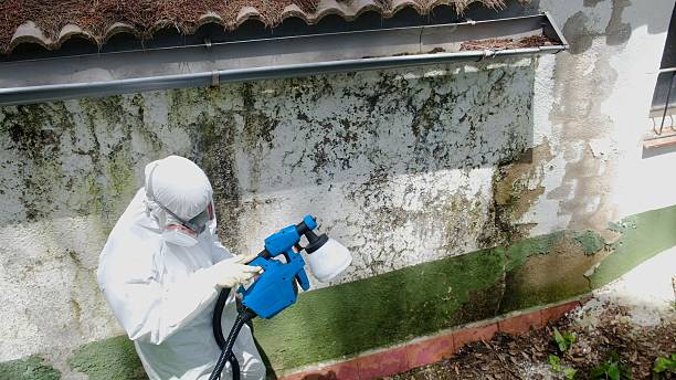 Trusted Mold Remediation service in Hicksville, NY - Cheap Mold Removal